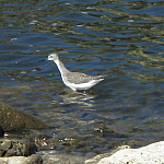 Thumb for Bonaire and Aruba